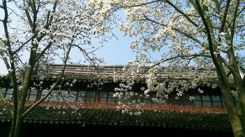 苏州全年赏花时间表， 你值得拥有