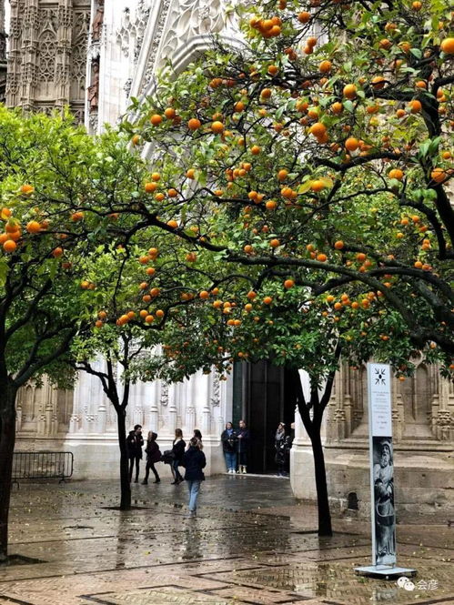 夏日围墙花之——橘树