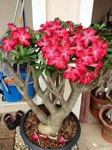 “开花玫瑰如何养护？保持土壤湿润是关键吗