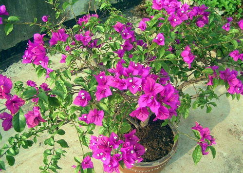 为什么别人家的三角梅秋冬爆花，你的却装树？