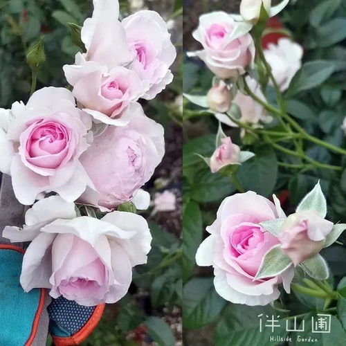 说愁：淡淡的哀伤， 耐热耐晒