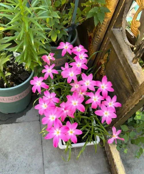 球根花卉的演变过程