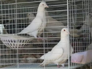 养鸽子者易患鸽痘、鸽结膜炎等疾病