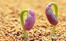 播种后还要等多久？