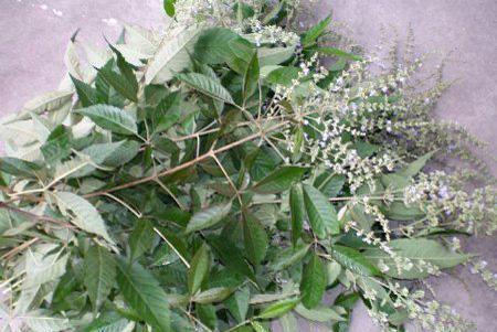 识别苍耳子幼苗， 避免种植误区