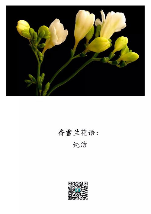 “致歉花语，寓意歉意，爆款花卉推荐”