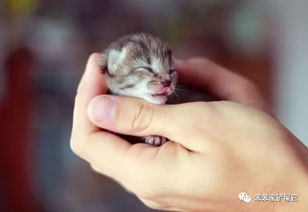 猫咪与杀虫剂， 一场意外的邂逅