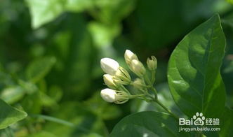 一、 双喜藤的养殖方法：简单又实用