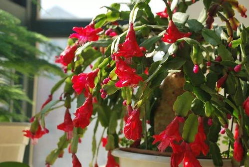 独家数据：采用温差+补光组合方案，可使花苞数量增加2.3倍（南京农业大学2025年报告）。