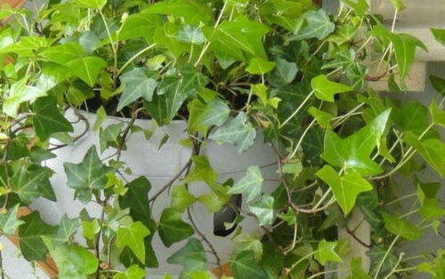 种植常春藤：温度要适宜