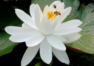 莲花的品种与特点