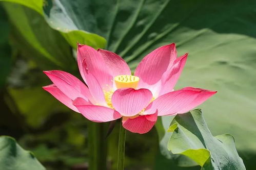 这个花期超长的荷花新品种，是不是名贵荷花十大品种之一呢？