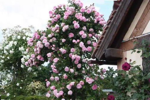 紫藤的移植技巧