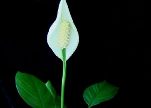 白掌花语：纯洁无瑕