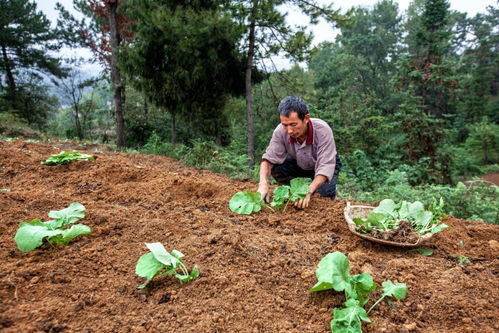 乙草胺对油菜有影响吗？