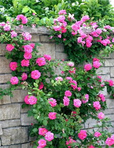 修剪技巧，关键在这里