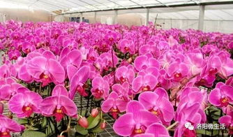 如何根据花卉大棚建设方案，合理规划并成功开设自己的花圃？