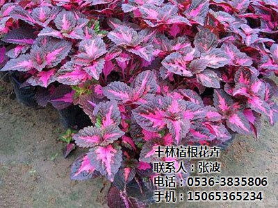 后期管理：花草的呵护之道