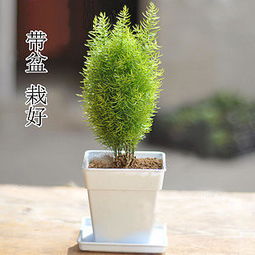 苯醚甲环唑， 拯救绿植