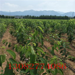 苗圃专用除草剂，怎么挑？