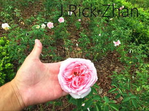 月季种植：气候与花色的完美邂逅