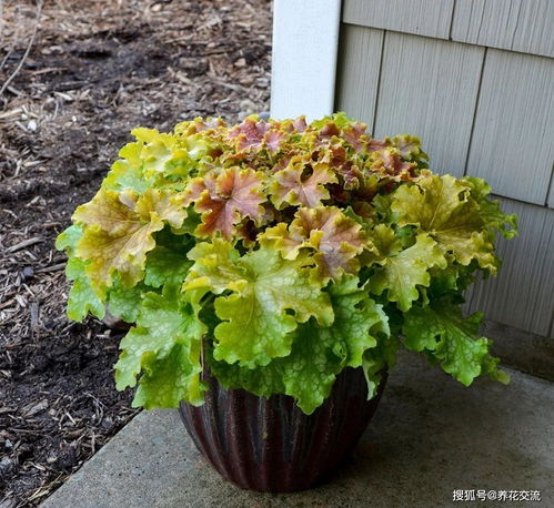 冬天东北那么冷，花苗真的嫩活吗？揭秘！