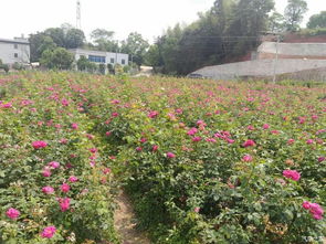 玫瑰花海施肥，尿液真的可依用吗？