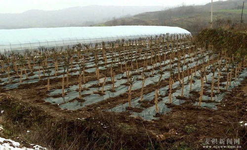 月季花开北湾村， 品种繁多美如画