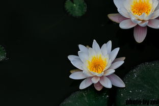 阳光，是它们的爱