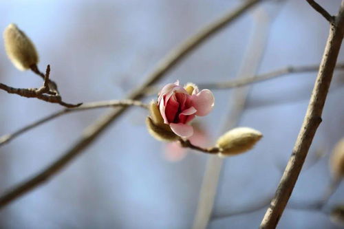 玉兰：高洁与坚韧的象征