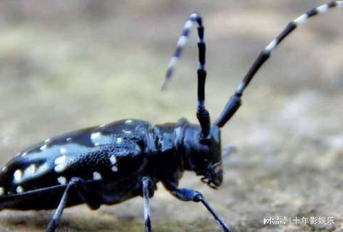 消灭天牛幼虫的农药