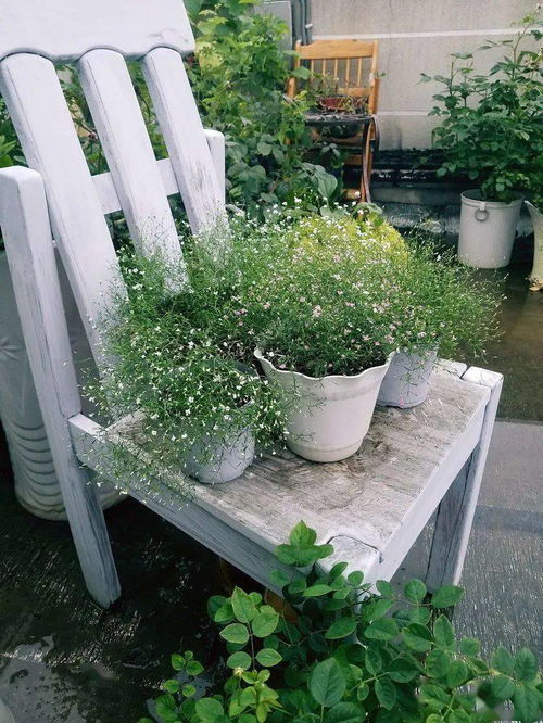 三招保住露台花草， 应对寒流来袭