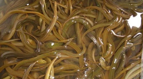 鳝鱼养殖中，喂什么饲料才能使其既肥又壮，营养均衡呢？