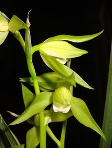 雪松兰花的来历
