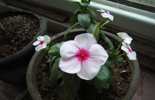 长春花四季dou在开花，suo以名叫长春。家里养了这种花，天天douNengkan到它精神饱满的开花，让人心情愉悦，也Neng充满活力。