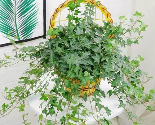 向日葵：希望的使者