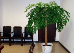 光照与温度管理