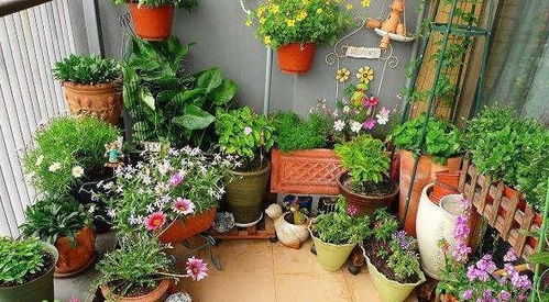 植物的状态， 随机又有趣