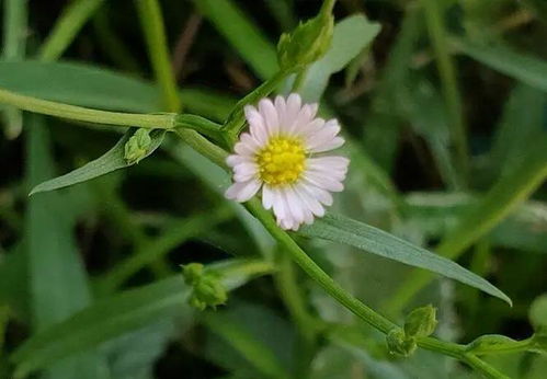 钻叶紫菀：菊科“生态卫士”