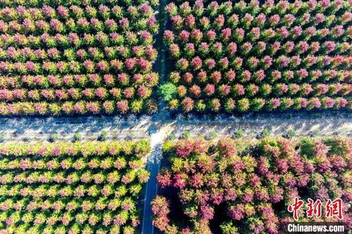 红枫种植的秘诀大公开！