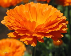 金盏菊施肥不当的原因