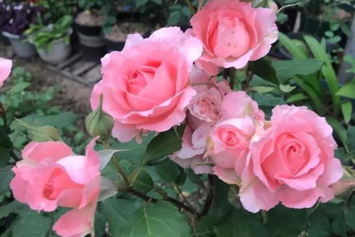 珊瑚果冻月季：美丽与耐力的结合