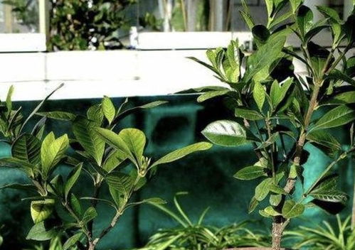 金边黄杨开花后来啊，如何处理枝条？