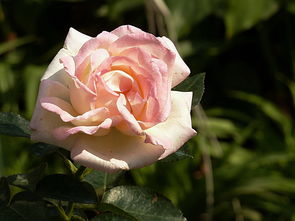 初冬月季管理的那些事儿