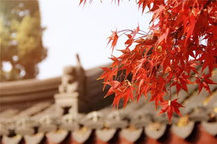 北方枫树， 冬日里的色彩盛宴