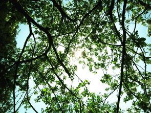 葱兰：树荫下的绿宝石