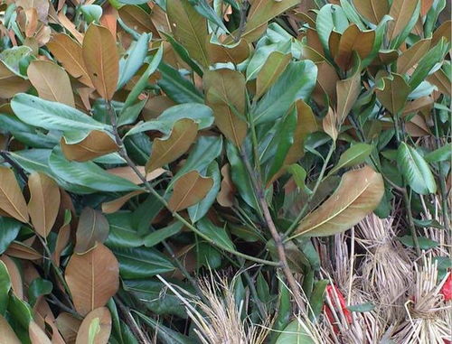 第二步：土球的处理