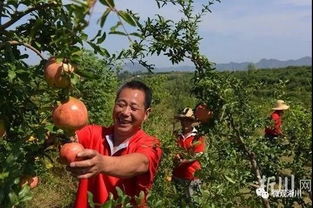 特色产业发展， 助力脱贫攻坚