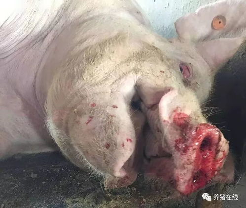 为什么猪接种疫苗后会出现应激性过敏反应？