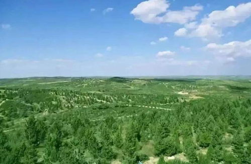 江西樟树的加工厂